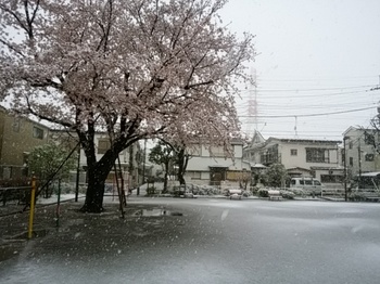 3月29日桜と雪.jpg