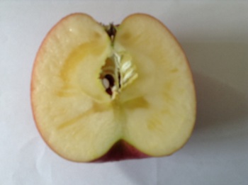 りんご２.jpg