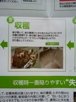 椎茸収穫期.jpg