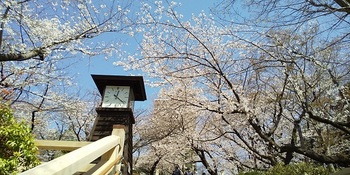 飛鳥山桜.JPG